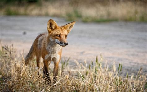 Animal Swift Fox Scientific Name Vulpes Velox Small Light Fox With