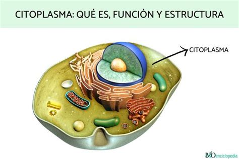 Que Es El Citoplasma Funciones Estructura Y Caracteri
