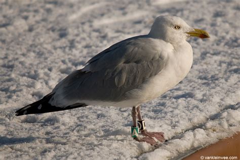 european herring gull adult bk[d]g[a] european herring g… flickr
