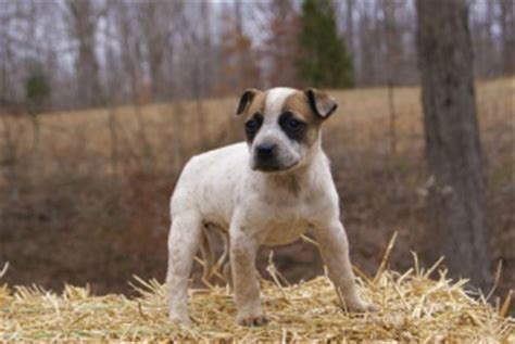 On the other hand, if the other parent breed is a lower energy dog breed, then it's possible for a boxer mix to be as well. blue heeler/boxer mix ahhhh | Precious Animals | Pinterest