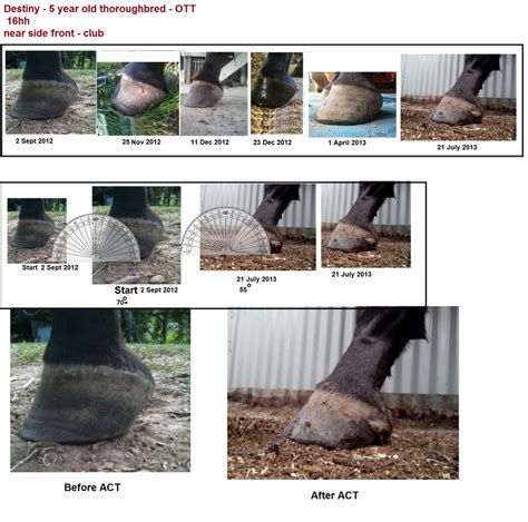 12.02.2021 · club foot is one of the most common deformities in the horse world. Club Foot Rehabilitation - ACT Trimming Strategy