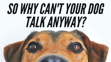 So Why Cant Your Dog Talk Anyway Youtube