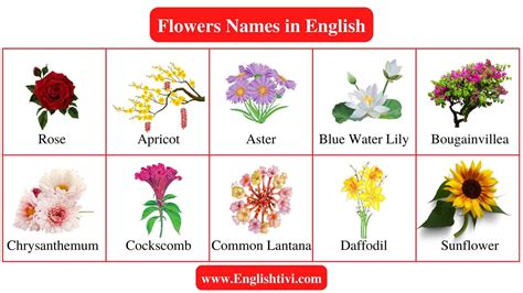 Indian Flowers Pictures With Names In Hindi Best Flower Site