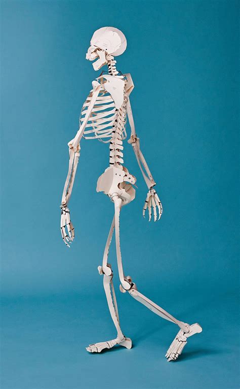 Diy Life Size Papercraft Skeleton