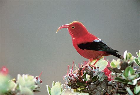 Editorial Dont Give Up On Native Forest Birds Honolulu Star Advertiser