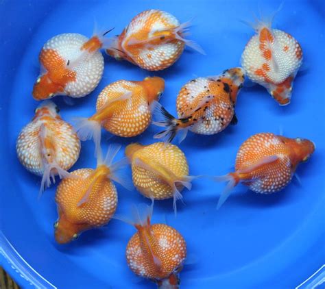 Pearl Scale Goldfish By Chua Chinleng Ubicaciondepersonascdmxgobmx