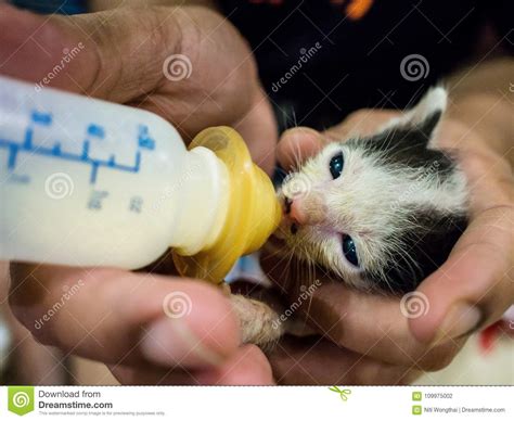 Feeding Baby Cats The Milk In The Bottle Stock Photo Image Of