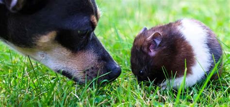 Can Hamsters And Dogs Get Along 7 Real Facts