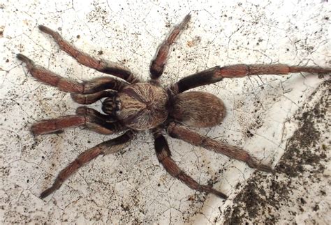 Une Mygale Bien De Chez Nous Biodiversité Du Pays Des Paillons