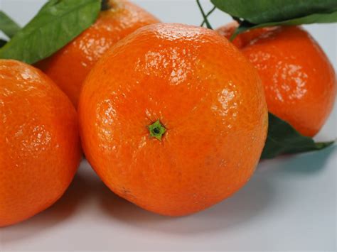 Oranges Clementine Clementines Tangerines 12 Inch By 18 Inch Laminated