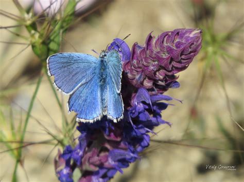 Adonis Blue ♂ On Woodland Sage Adonis Blue Lysandra Bell Flickr