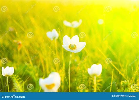 Spring Summer Wallpaper With Green Grass And White Flowers Stock Photo