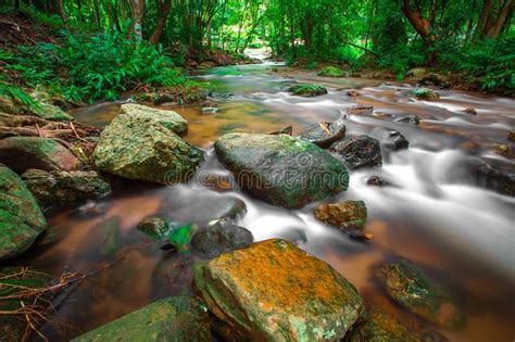 Small River Flows Through The Rocks In The Green Forest Big Tree And