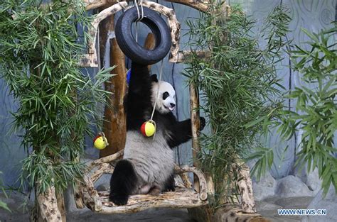 Two Giant Pandas Celebrate 6th Birthday In Chinas Resort Island This