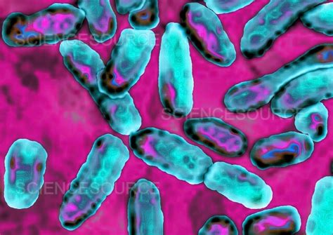 Photograph Pseudomonas Aeruginosa Science Source Images