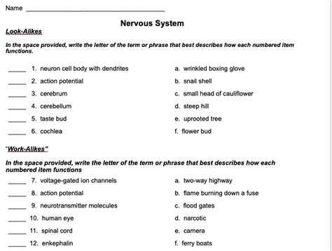 21 Nervous System Activities For Middle School Teaching Expertise