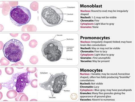 Monocyte Maturation Hematology Medical Laboratory Medical