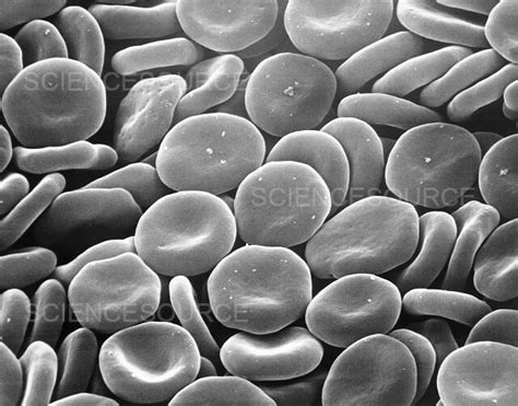 Photograph Red Blood Cells Sem Science Source Images