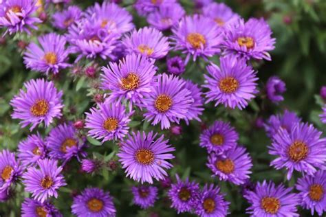 Best Perennials For Late Summer Color Longfield Gardens