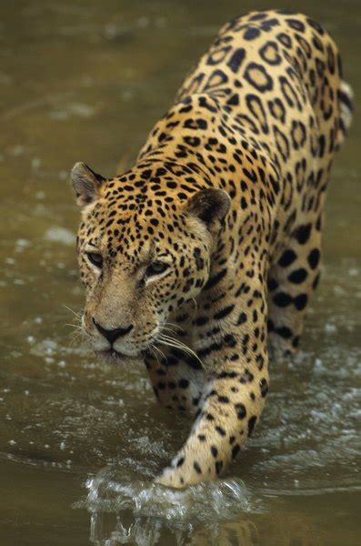 The northern jaguar project is the northernmost location where jaguars, mountain lions , bobcats , and ocelots are all found in the same vicinity, and the park also features a variety. Florida Jaguar Habitat | Animals - mom.me