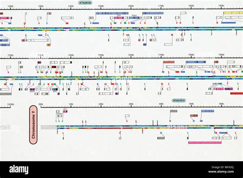 Human Genome Project Chromosome Map Images And Photos Finder
