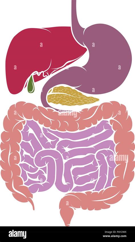 Free Vector Diagram Showing Internal Human Digestive System Colic In