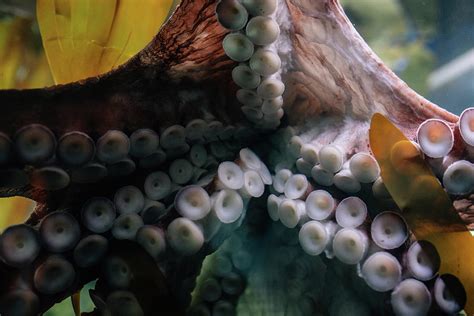 Giant Pacific Octopus Underside Tentacles Photograph By Cavan Images