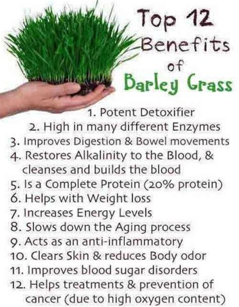 Barley Grass Benefits My Xxx Hot Girl