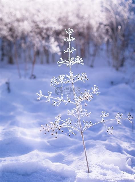 冬天美丽的雪景一棵小树图片素材免费下载图片格式vrf高清图片500672429摄图网