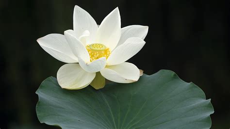 Chinas Flora Tour Why Do Chinese People Love Lotus Cgtn