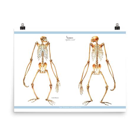 Gibbon Skeletons Anterior And Posterior Views Gibbon Anatomy Etsy
