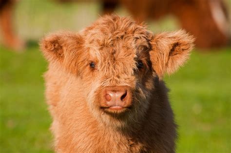 Neu-Ulm: Mann fängt ausgebrochenes Kalb auf A7 mit Seilschlinge ein