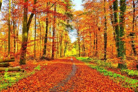 Autumn Landscapes Őszi Tájképek Megaport Media