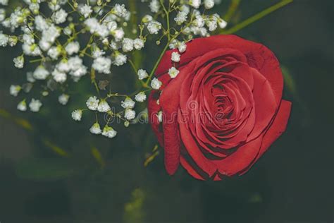 Red Roses Bokeh Background Stock Photo Image Of Bloom 110955834