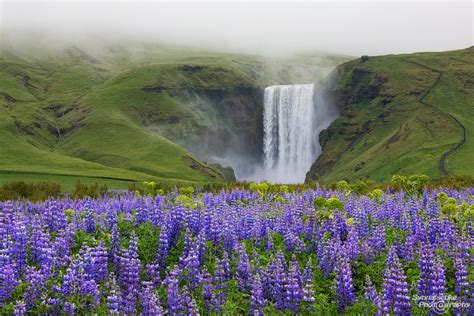 The Flowers Of Iceland Tiplr