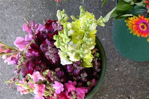 Please visit our pick your own tab to see the full list of prices and instructions. Pick Your Own Flowers: Thursdays | North Shore Kid and ...
