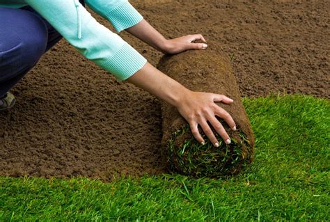 How To Take Care Of New Sod The Essential Guide Green Acres