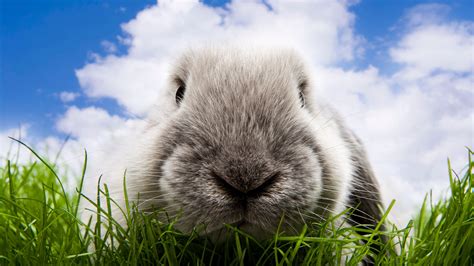 Hop Into Fun Surprising Rabbit Facts Every Kid Should Know Kids