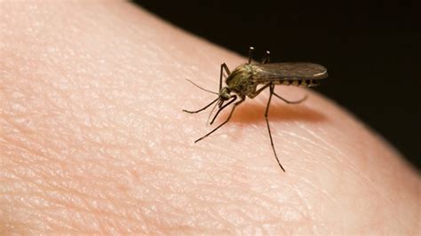 How Dangerous Are Mosquito Bites Fox News