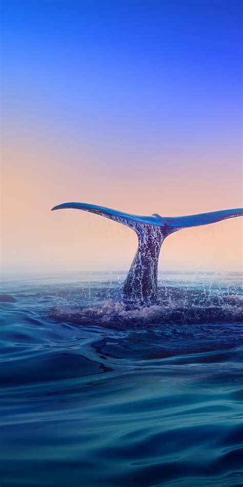 Discover More Than 79 Blue Whale Wallpaper Vn