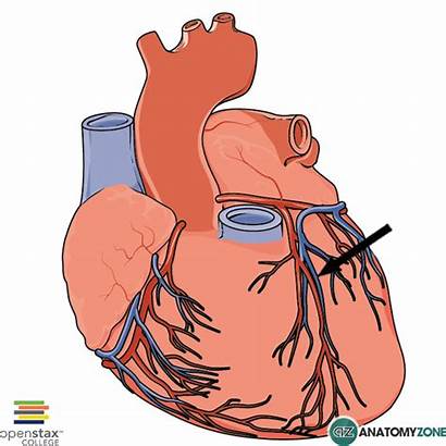 Vein Cardiac Coronary Anatomyzone Heart Anatomy