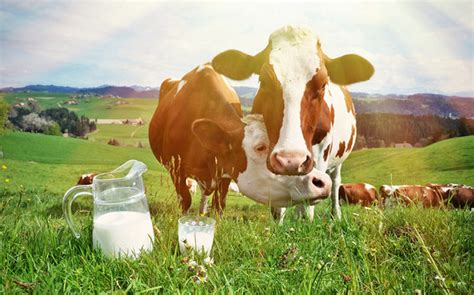 A Mini Guide To Polish Dairy Article Culturepl