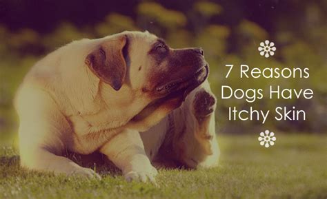7 Reasons Dogs Have Itchy Skin Biologicvet Canada