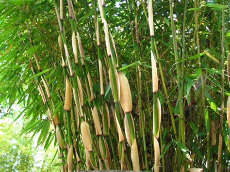 The massive clumpers will slowy spread outward, but will and lastly, be sure you really want bamboo. Fargesia robusta "Green Screen"