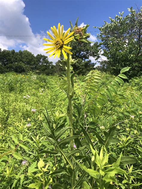 Wisconsin Wildflower Compass Plant Silphium Laciniatum