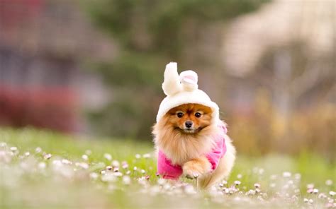 Cute Puppy Wallpapers ·① Wallpapertag