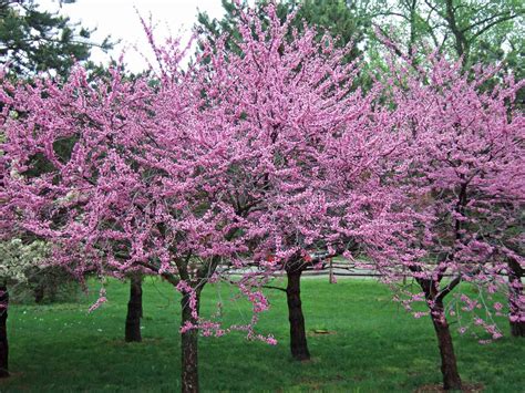 What Are The Purple Trees Blooming Right Now Flowering Spring Trees