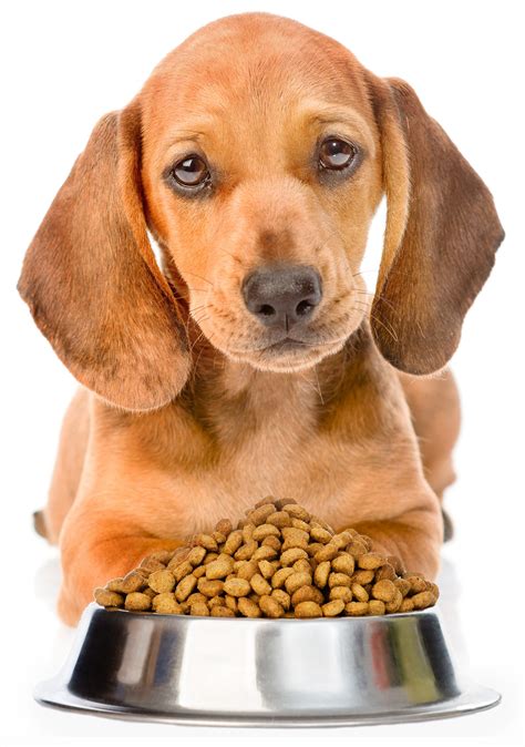 Best food for rottweiler puppies. Best Puppy Food - A Guide To Choosing A Good Dog Food For ...