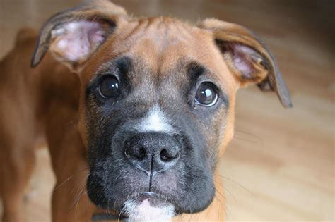Fileceaser Boxer Pup Wikimedia Commons