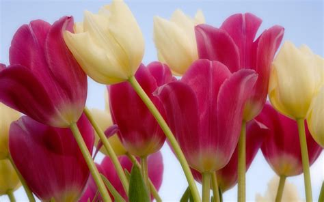 Sky Photography Tulips Wallpaper Flower 2560x1600